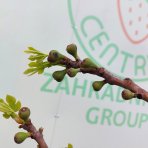 Figovník jedlý (Ficus carica) ´FIROMA®´ - výška 200-250 cm, obvod kmeňa 8/10 cm, kont. C18L (-20°C)